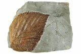 Fossil Leaf (Beringiaphyllum) - Montana #268339-1